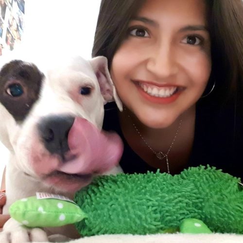 Peluqueria para perros en casa Alicante
