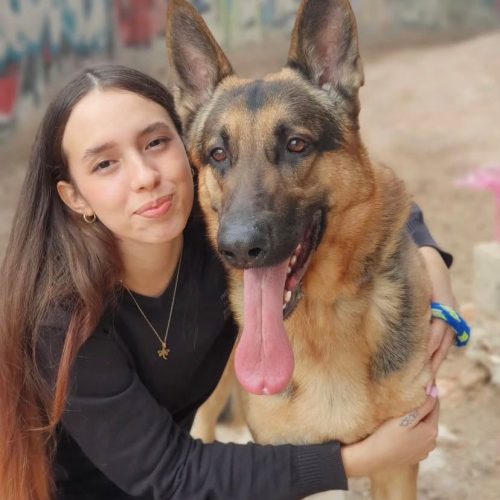 Cuidadora perros Alicante
