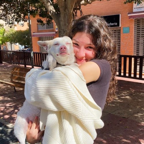 Pelquera canina a domicilio MiDoggie en Alicante