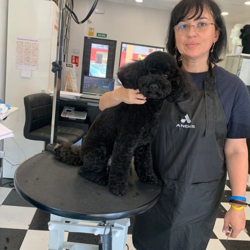 Peluquería canina a domicilio en Campello
